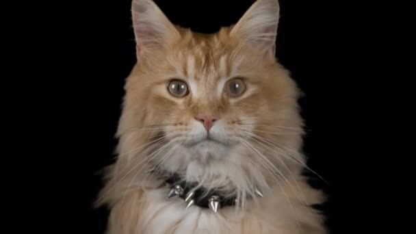 美しいクールな猫ポーズと周りを見て — ストック動画