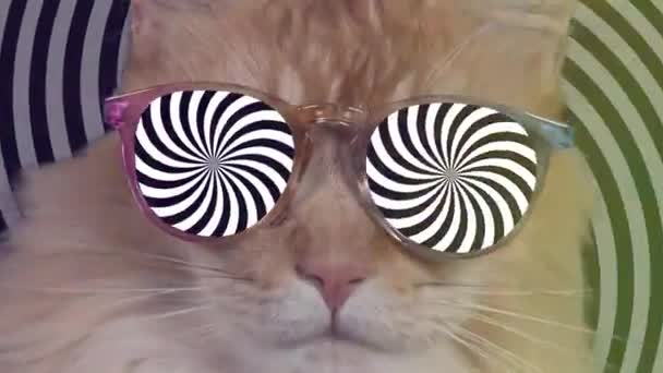 Bonito Cool Disco Gato Com Óculos Sol Hipnóticos — Vídeo de Stock