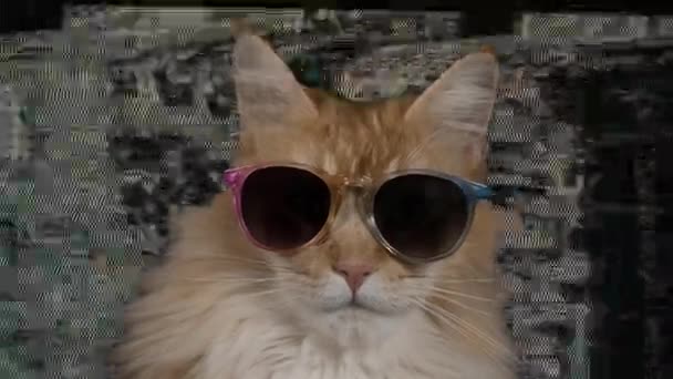 Hermoso Fresco Disco Gato Con Gafas Sol — Vídeos de Stock