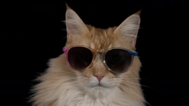 Hermoso Fresco Disco Gato Con Gafas Sol — Vídeo de stock