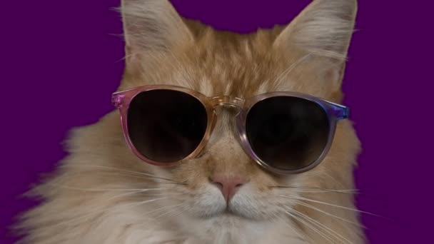 Hermoso Fresco Disco Gato Con Gafas Sol — Vídeo de stock