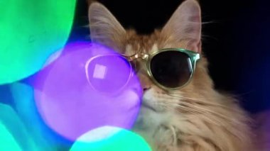 güneş gözlüğü ile güzel serin disko kedi