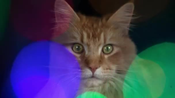 Güzel Serin Disko Kedi Ile Yerleştirilmiştir Bokeh Işık Efektleri Yerleştirilmiştir — Stok video