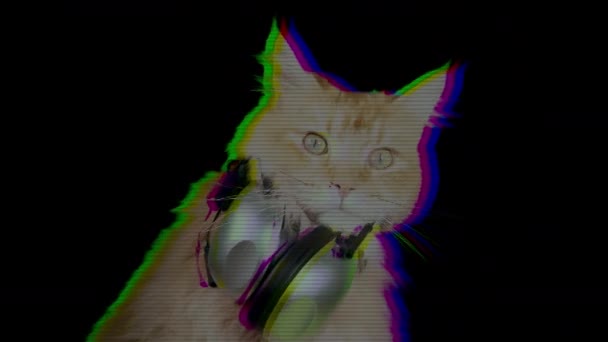 Bonito Legal Disco Gato Com Fones Ouvido — Vídeo de Stock