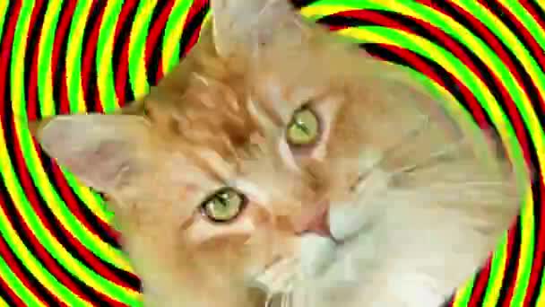 Bonito Cool Disco Gato Recorte Contra Espiral Hipnótico Fundo Cabeça — Vídeo de Stock