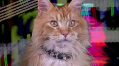 güzel serin disko kedi ile soyut ortamda