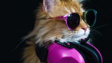 güneş gözlüğü ve kulaklık ile poz güzel serin kedi