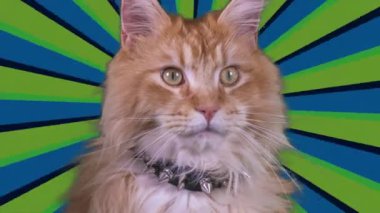 Arka planda dönen döngü ile kedi yakın çekim