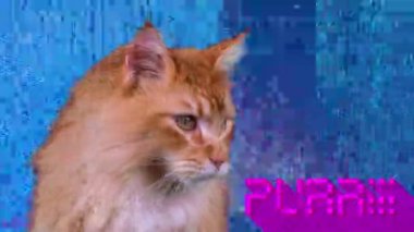 Kelime mırıltıcı ile kedi yakın