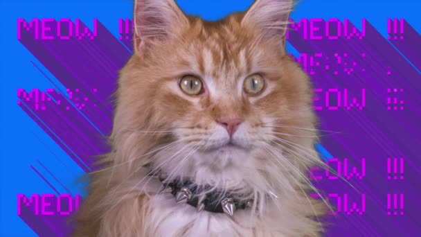 Närbild Katt Med Mjau Ord Bakgrunden — Stockvideo