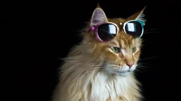 Bonito Legal Gato Com Óculos Sol Posando Olhando Redor — Vídeo de Stock