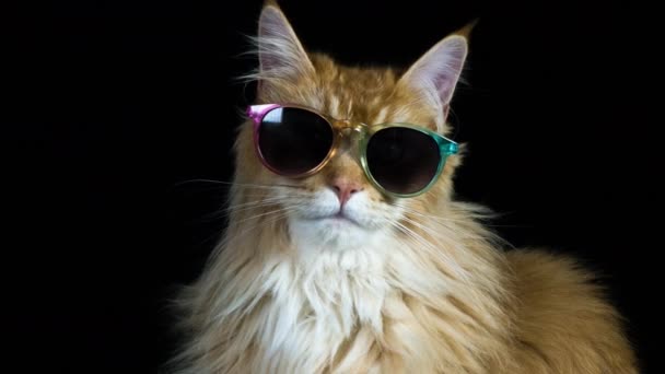 Beau Chat Cool Avec Des Lunettes Soleil Posant Regardant Autour — Video