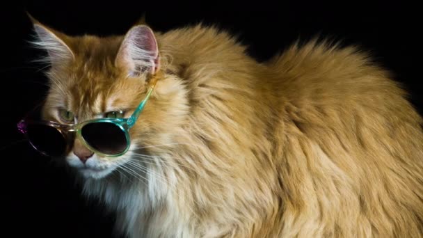 Hermoso Fresco Gato Con Gafas Sol Posando Mirando Alrededor — Vídeo de stock