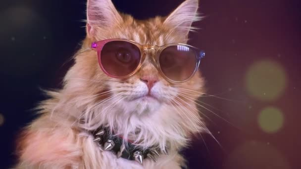 Beau Chat Cool Avec Des Lunettes Soleil Posant Regardant Autour — Video