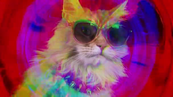 Close Cat Sunglasses Colorful Background — Stock Video