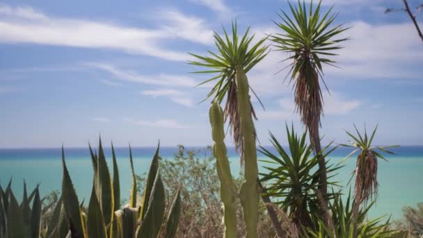 仙人掌和野生灌木与地中海的背景下 Scala Turchi 西西里岛 — 图库视频影像