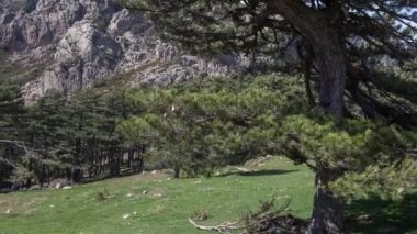 Zaman atlamalı Aiguilles de Bavella Kanyon Corsica, Fransa için kayalık sivri