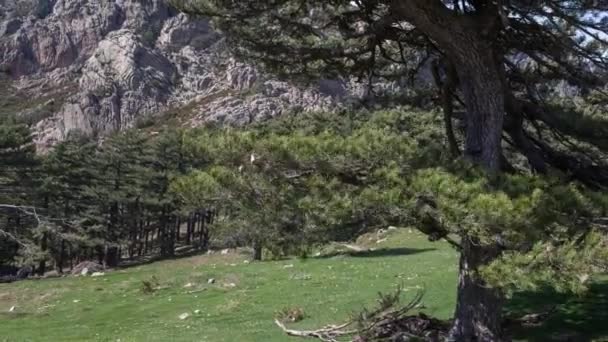 Upływ Czasu Skalistych Kolce Canyon Aiguilles Bavella Prowincji Korsyka Francja — Wideo stockowe