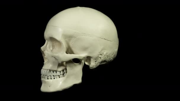 黒の背景に回転の頭蓋骨 — ストック動画