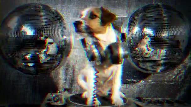 一个可爱的杰克罗素狗在俱乐部和迪斯科的情况 这是一个具有重叠效果的抽象版本 — 图库视频影像