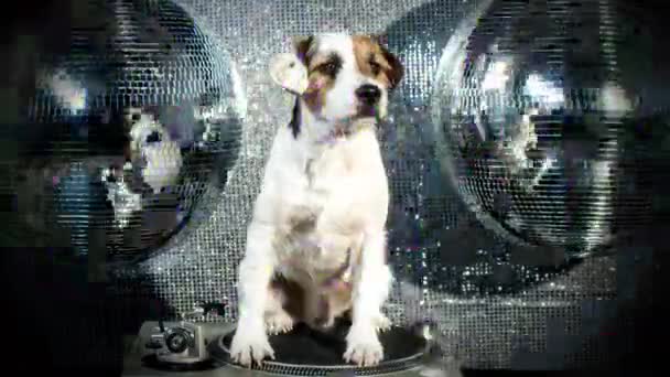 一个可爱的杰克罗素狗在俱乐部和迪斯科的情况 这是一个具有重叠效果的抽象版本 — 图库视频影像