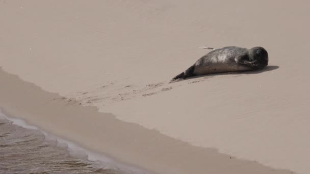 Морський Лев Піщаному Пляжі Шотландії — стокове відео