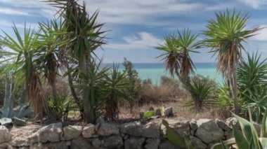 kaktüs ve Akdeniz'de arka planda scala dei turchi, Sicilya ile vahşi çalı