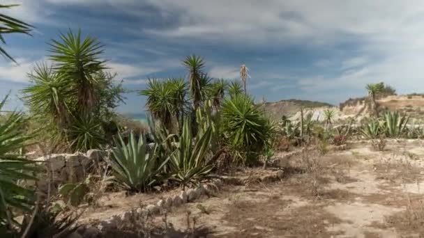 Cactus Arbustos Silvestres Con Mar Mediterráneo Fondo Scala Dei Turchi — Vídeos de Stock