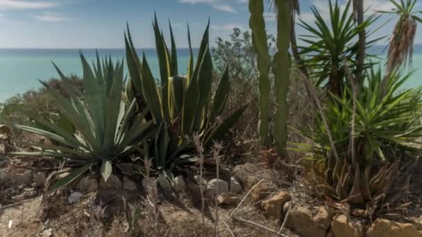 Kaktusz Vadon Élő Cserjék Földközi Tengerre Háttérben Scala Dei Turchi — Stock videók