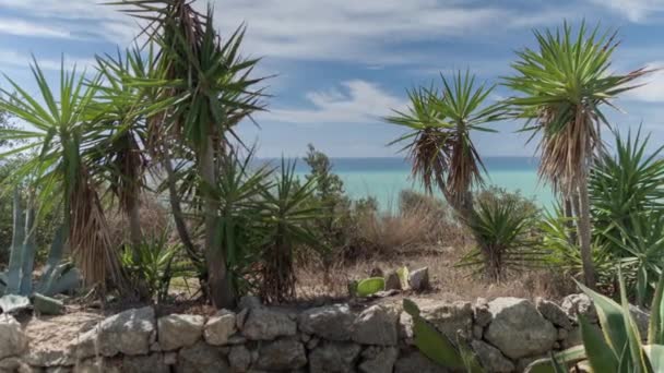 Кактус Дикі Кущі Середземним Морем Задньому Плані Scala Dei Turchi — стокове відео