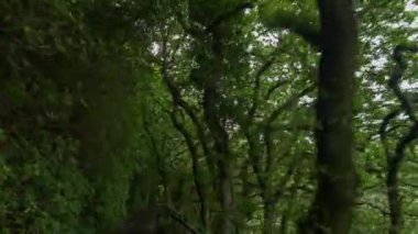 4k Galler'de bir ormandaki küçük kırsal şerit üzerinde sürüş bir aracın ön bağlı kameradan vurdu