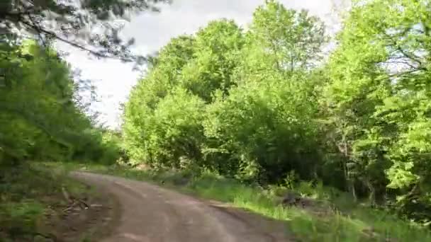 Camino Forestal Con Hierba Verde Luz Solar — Vídeos de Stock