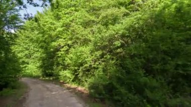 4k Galler'de bir ormandaki küçük kırsal şerit üzerinde sürüş bir aracın ön bağlı kameradan vurdu