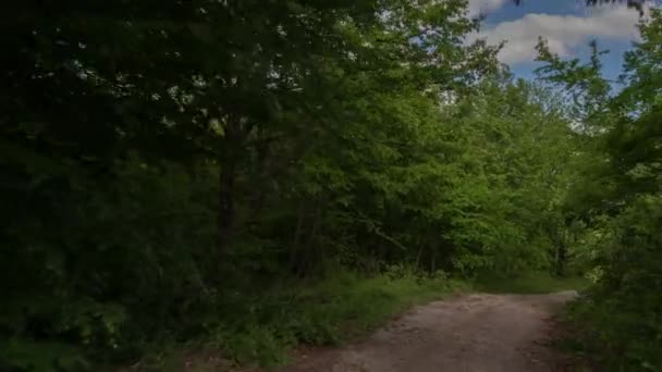 4k prise depuis une caméra fixée à l'avant d'un véhicule roulant sur de petites voies rurales dans une forêt au Pays de Galles 