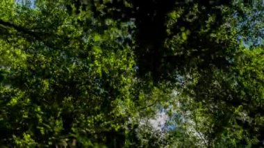 Epping forest, Londra ağaçlarda aracılığıyla hareket atış
