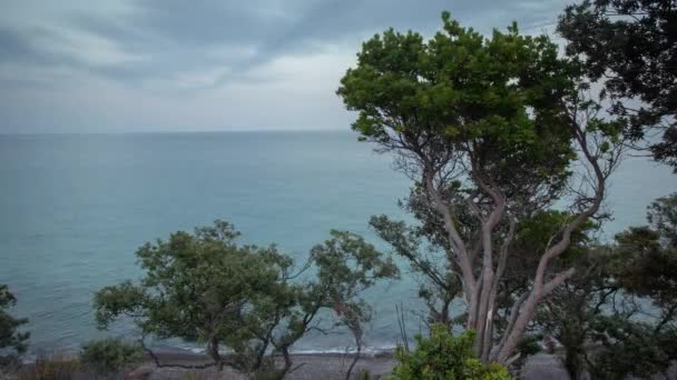 Träd Toppen Klippan Med Utsikt Över Havet Sardinien — Stockvideo