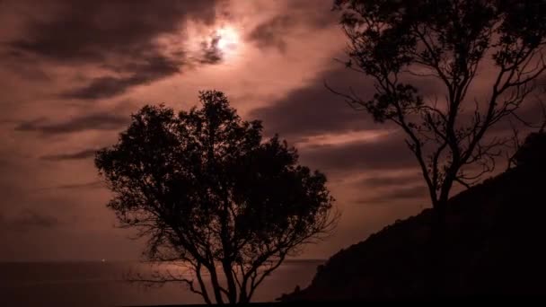 晚上在撒丁岛俯瞰大海的悬崖上的树木 — 图库视频影像