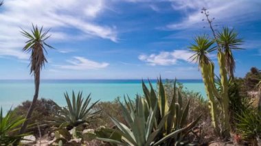 Kaktüs ve arka planda Akdeniz ile vahşi çalı