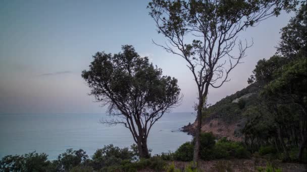 Деревья Вершине Скалы Видом Море Сардинии Утром — стоковое видео