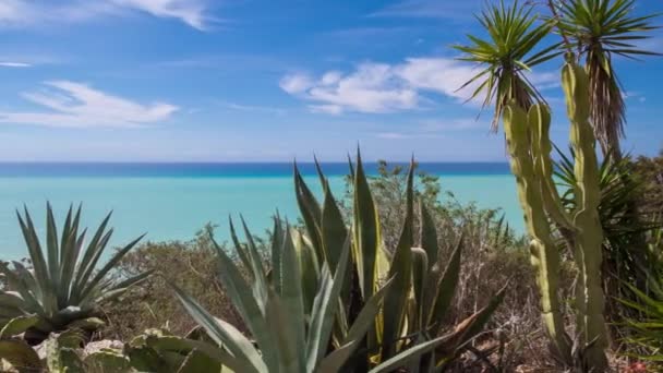 Kaktüs Arka Planda Akdeniz Ile Vahşi Çalı — Stok video