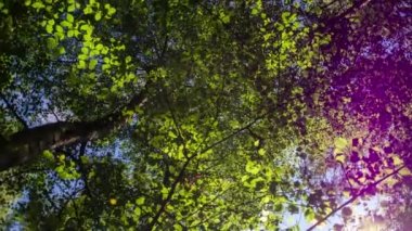 Epping forest, Londra ağaçlarda aracılığıyla hareket atış
