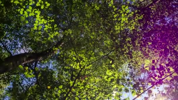 Bewegende Schot Door Bomen Het Bestuurlijke Gebied Epping Forest Londen — Stockvideo