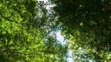 Epping forest, Londra ağaçlarda aracılığıyla hareket atış