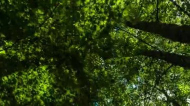 Epping forest, Londra ağaçlarda aracılığıyla hareket atış