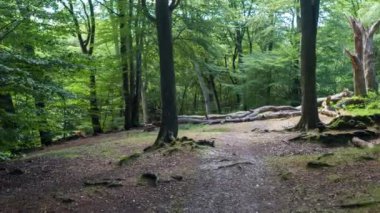 Epping forest, Londra ağaçlarda aracılığıyla hareket atış