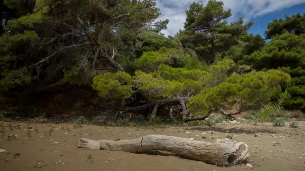 Árvores Bela Praia Ilha Mljet Croácia — Vídeo de Stock