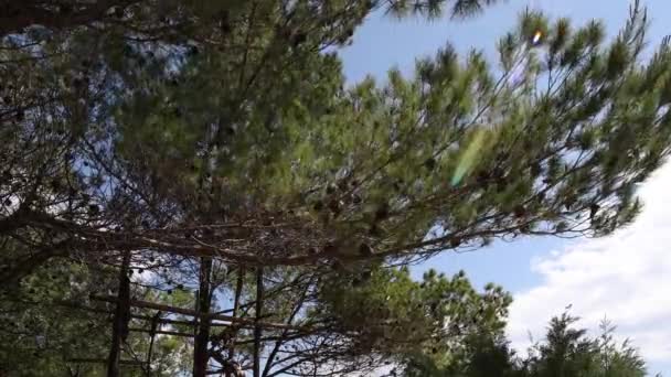 Prachtig Strand Scène Gezien Door Pijnbomen Kroatië — Stockvideo