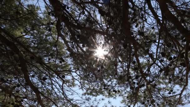 Prachtig Strand Scène Gezien Door Pijnbomen Kroatië — Stockvideo