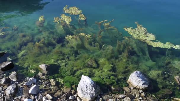 Acqua Pulita Piena Alghe Nella Baia Kotor Montenegro — Video Stock