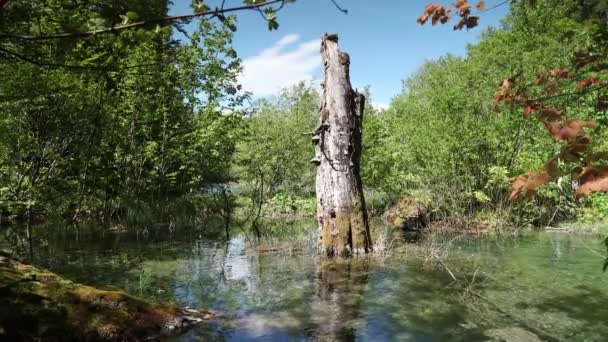 Přírodní Zázrak Národního Parku Plitvická Jezera Chorvatsko — Stock video